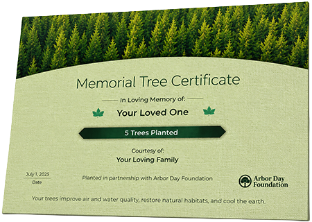 Plant Trees in Memory of Alexis Stella-Nicole Jones